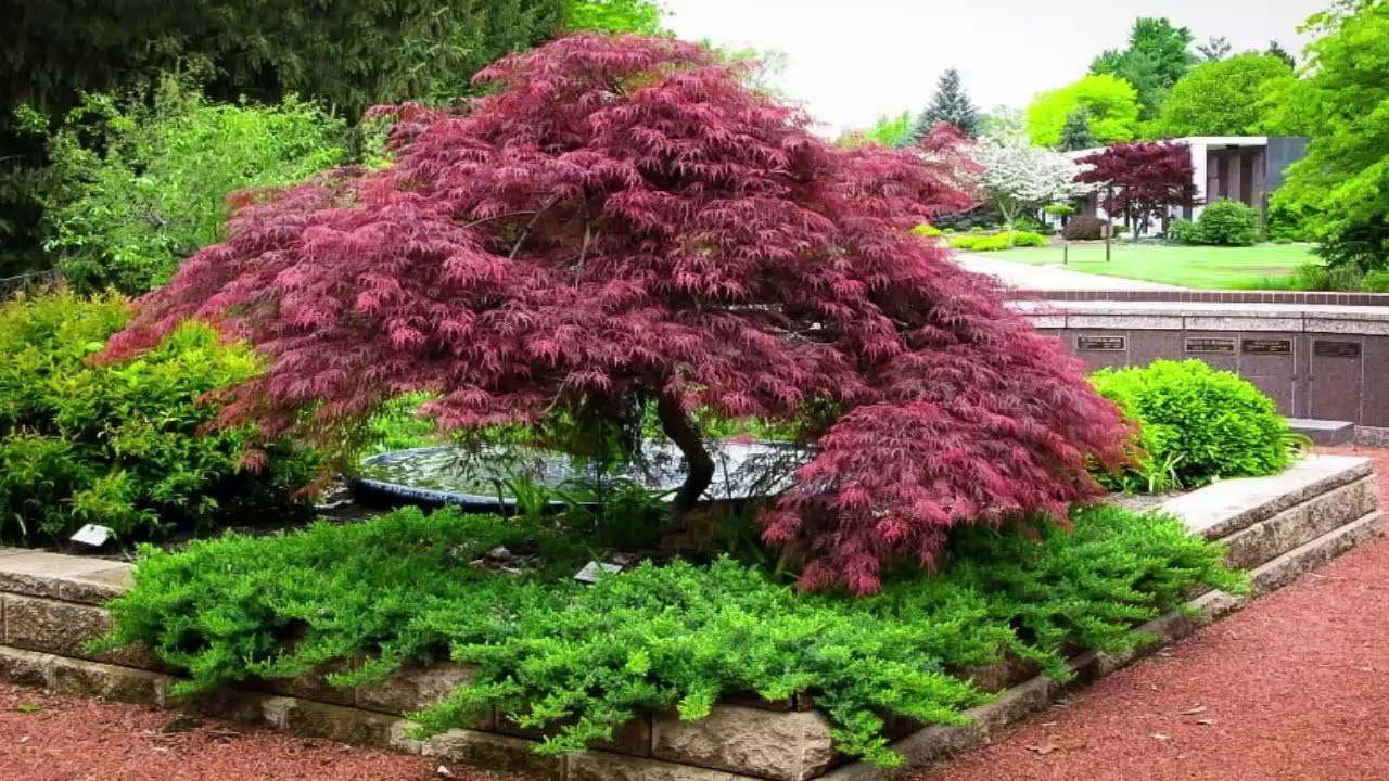 Japanese Garden Backyard