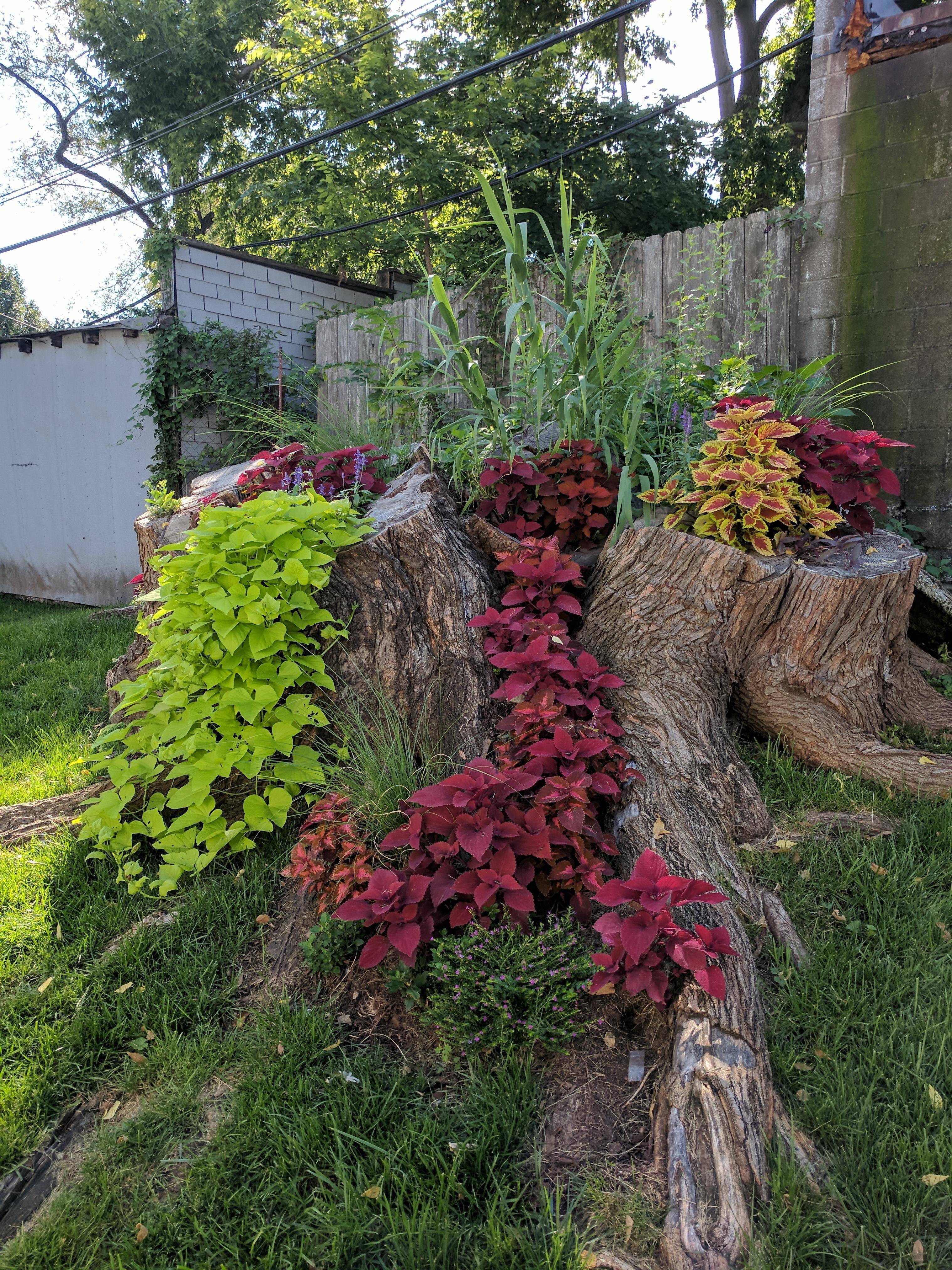 Tree Stump Fairy Gardens