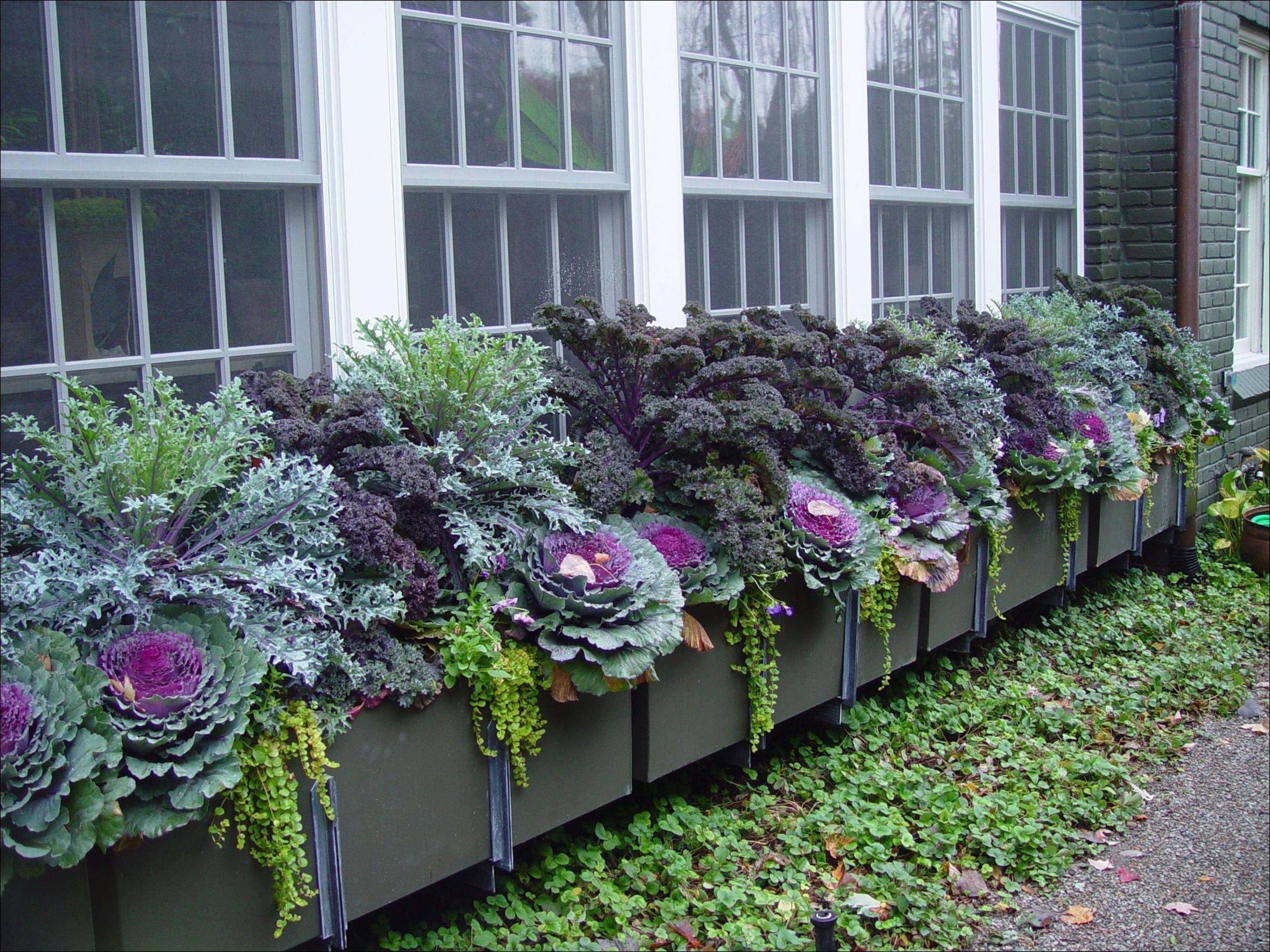 Rectangular Wooden Planter Boxes Garden Design Ideas