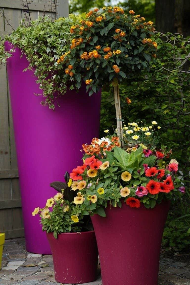 Best Patio Container Garden Design Ideas