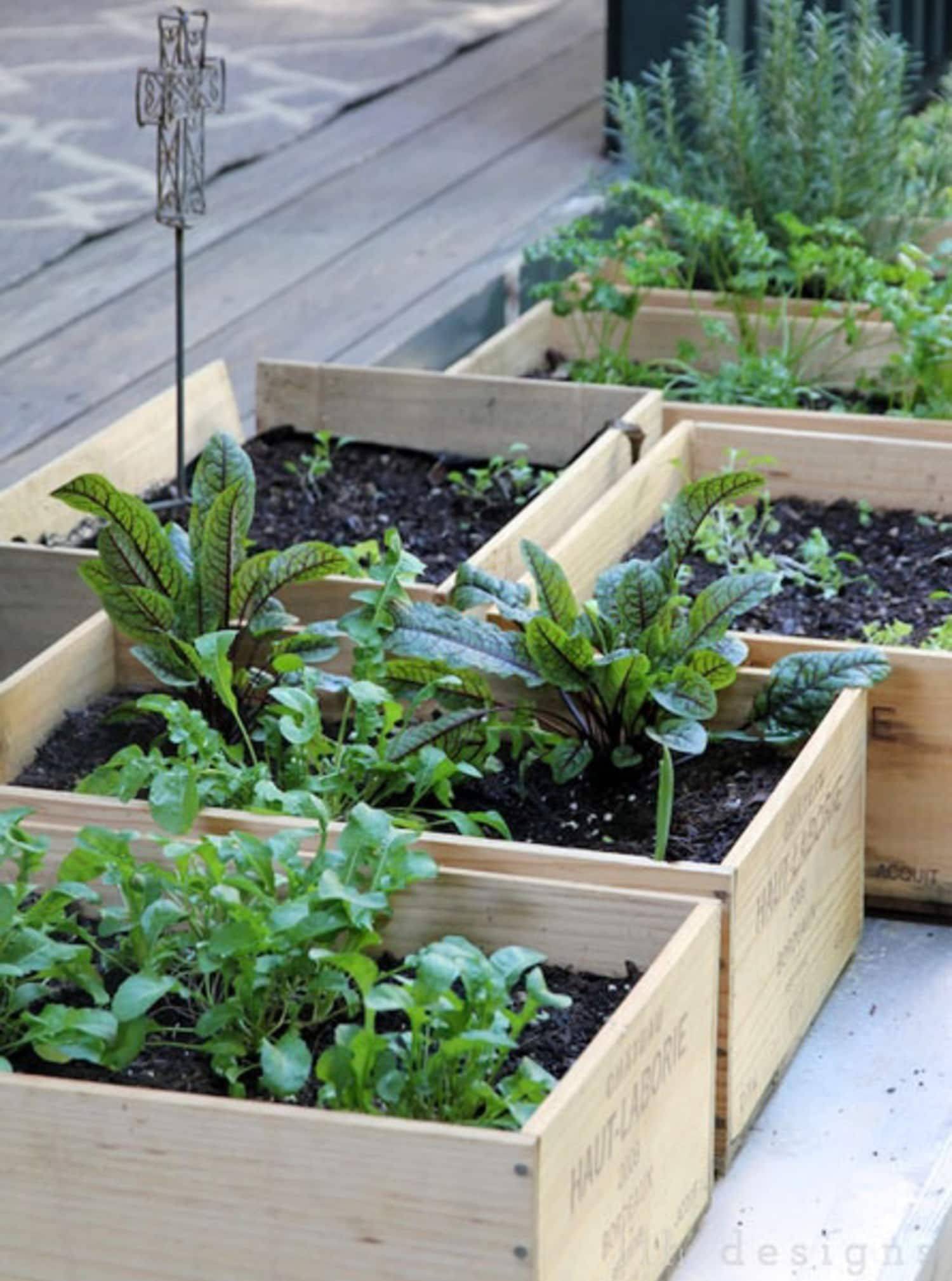 Backyard Organic Container Vegetable Garden Perfect