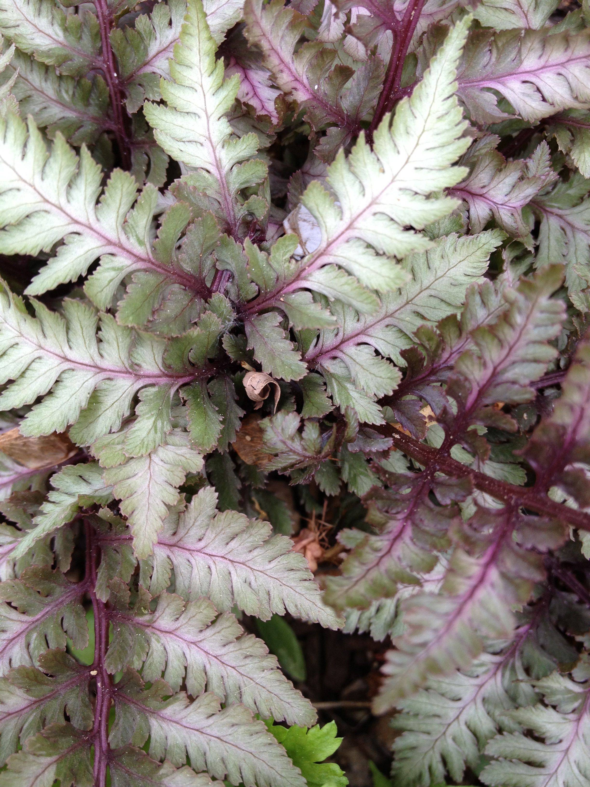Hosta Fern Google Search