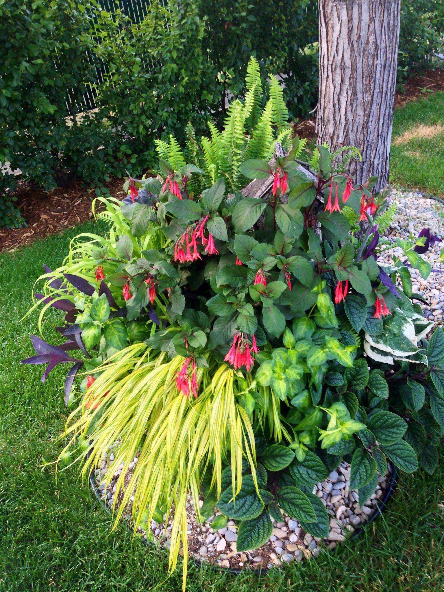 Hostas Ferns Shade Garden