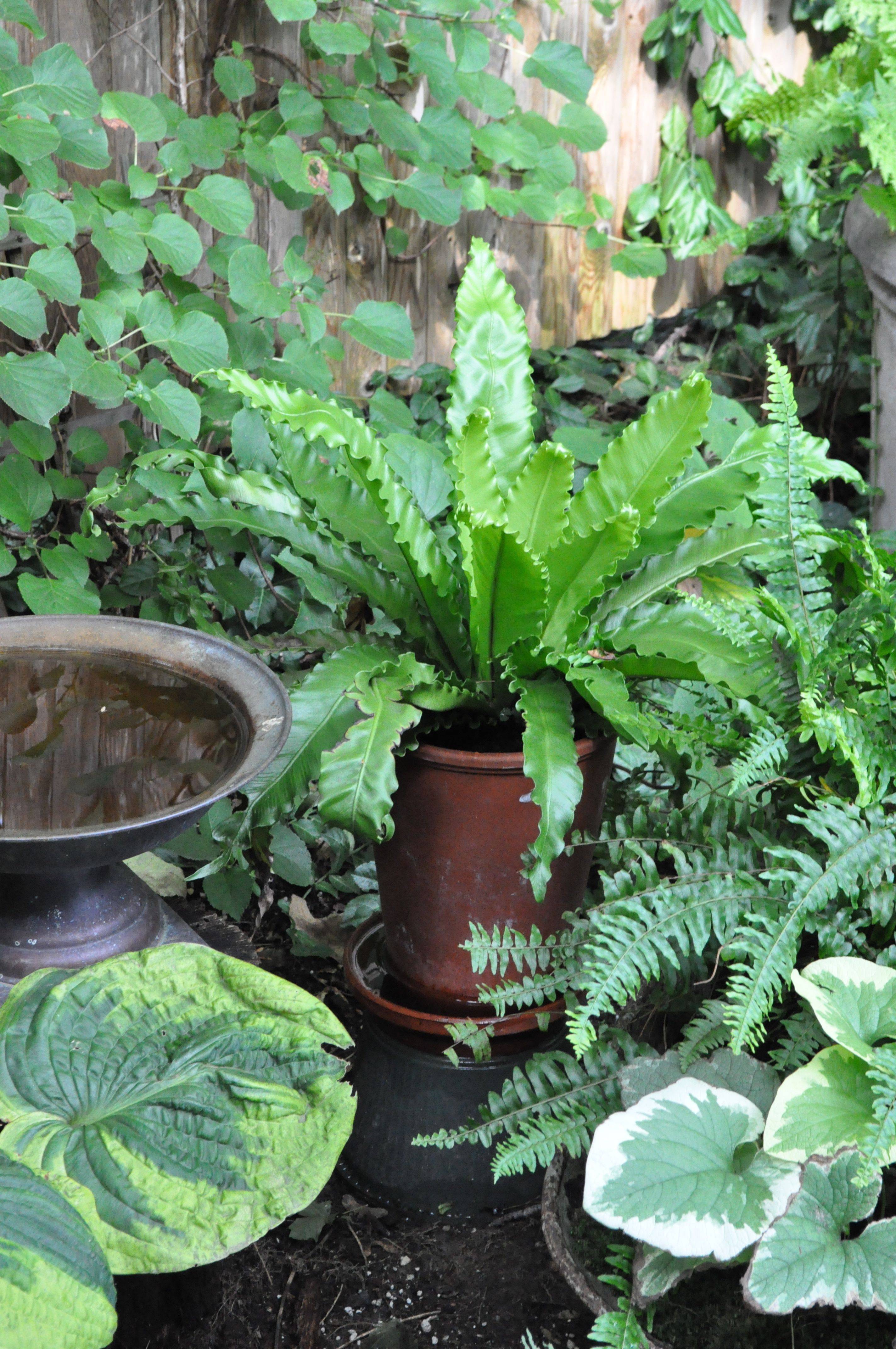 Backyard Garden Ferns