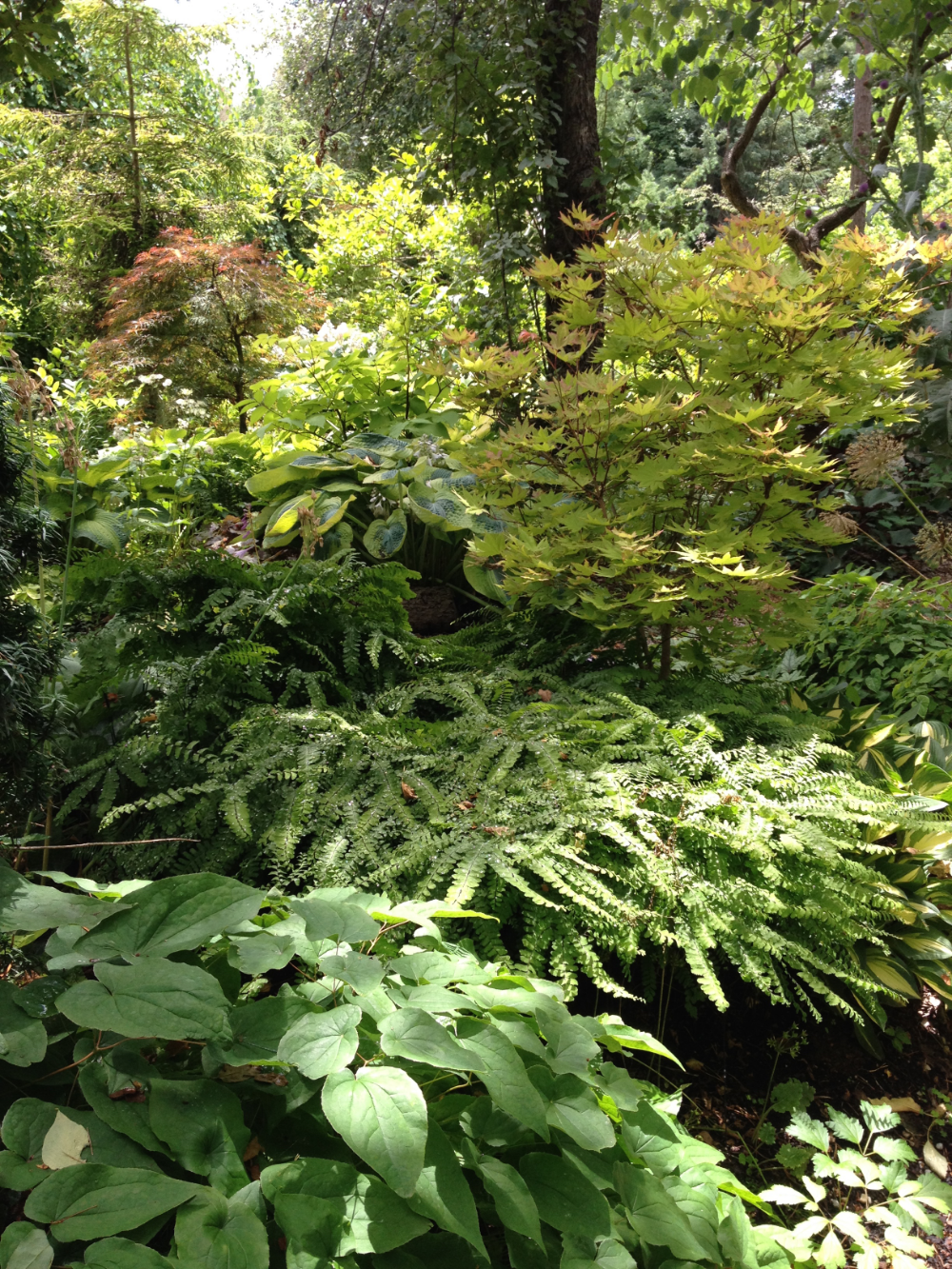 Peaceful Hosta And Fern Garden Ferns Garden Shade Garden Garden