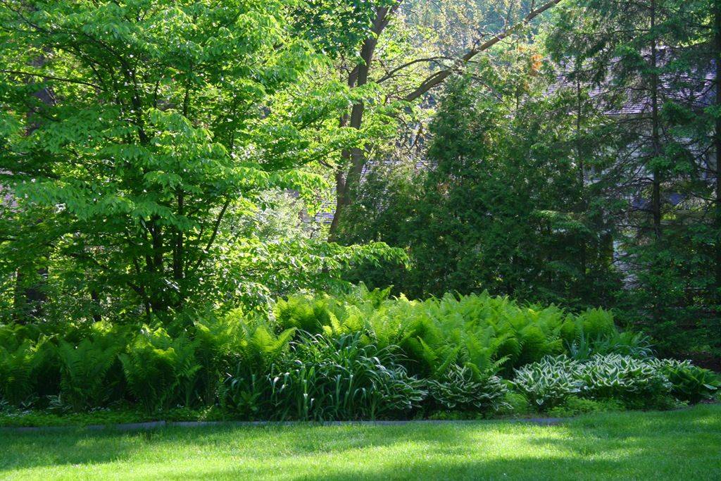 Gardenlandscaping Shade Loving Perennials