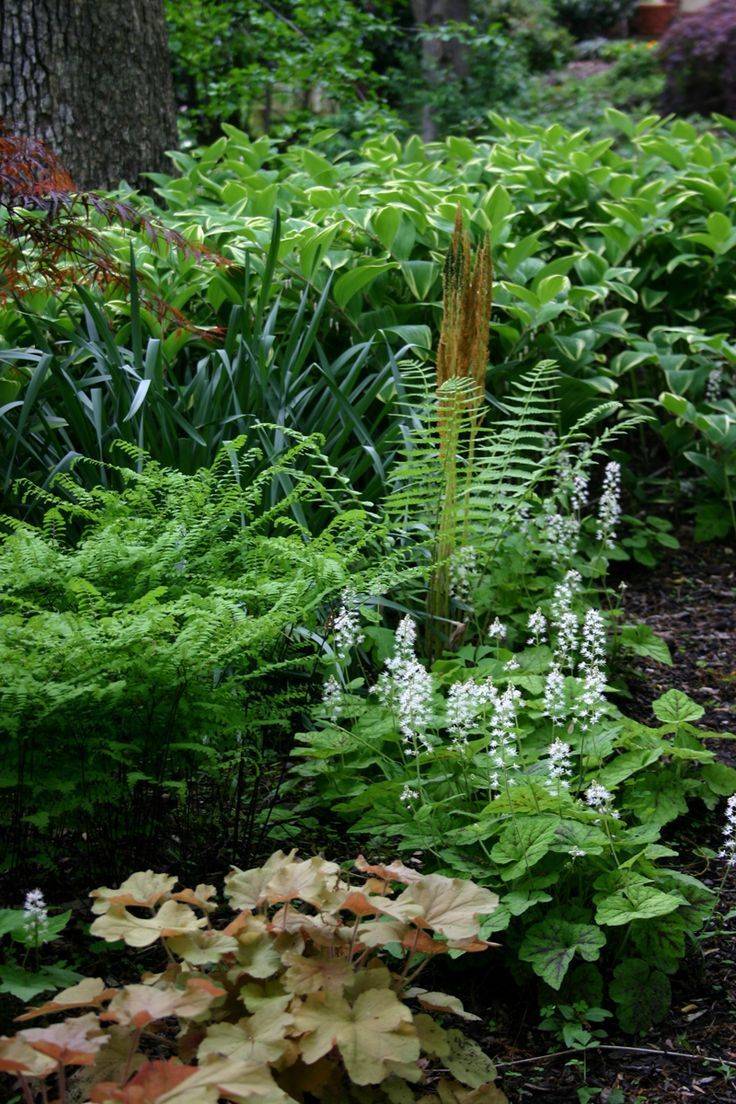 Shady Gardens Design Ideas Shade Garden Plants