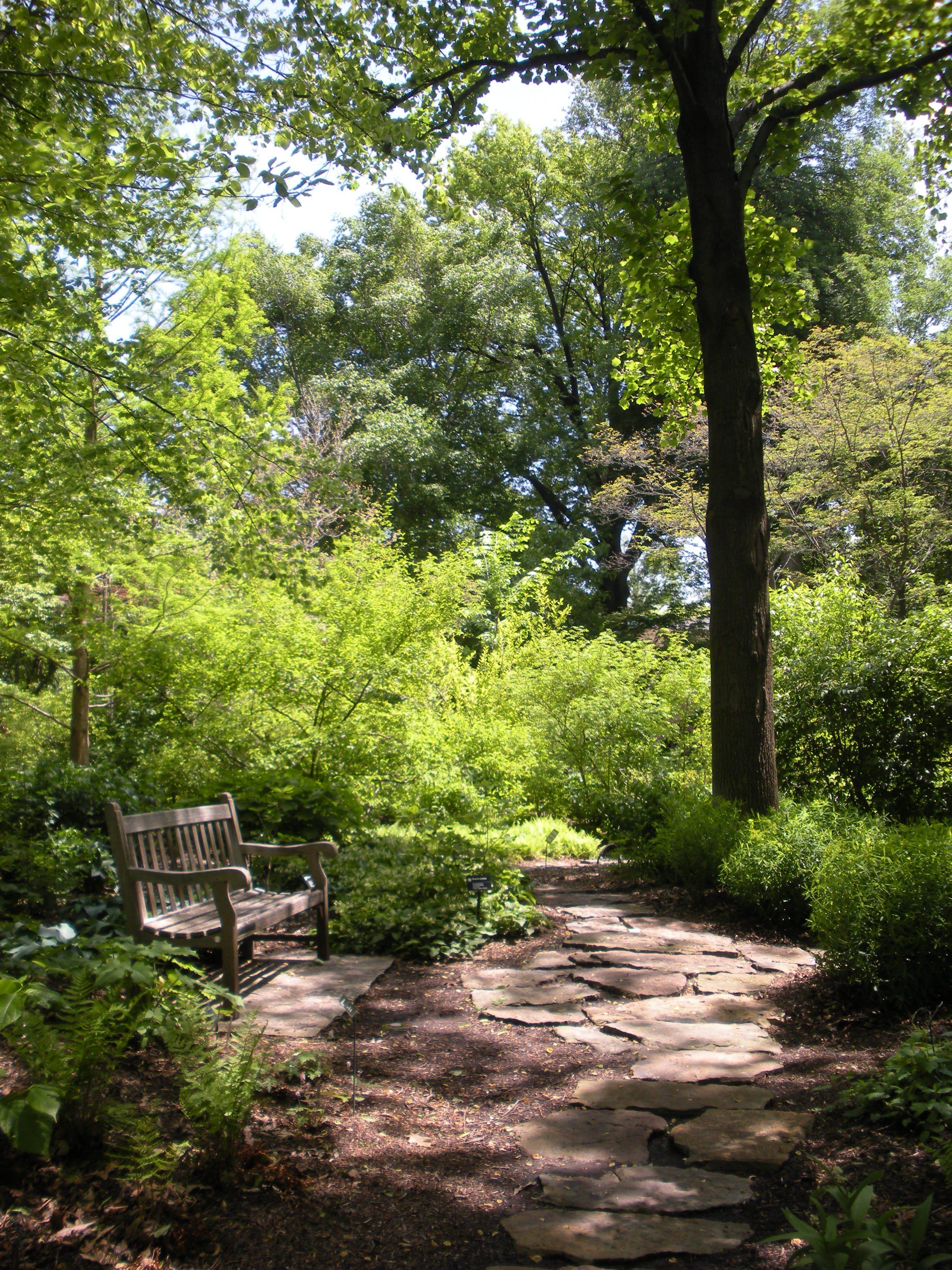 Wooded Backyard Woodland Garden