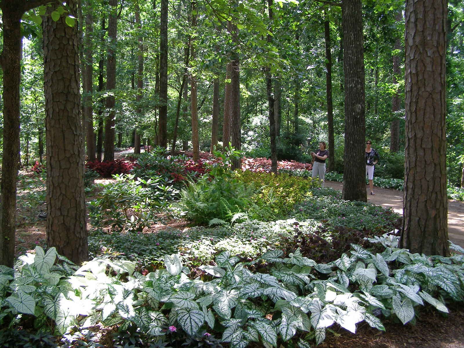 A Woodland Garden Design Finegardening