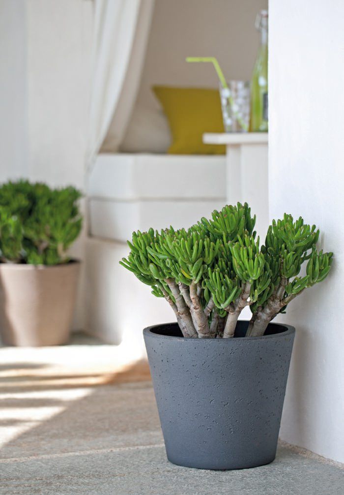 Feng Shui Zen Garden Ideas