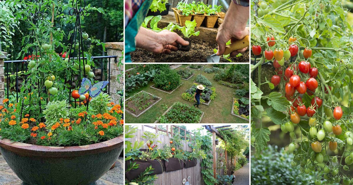 Kitchen Garden Tips