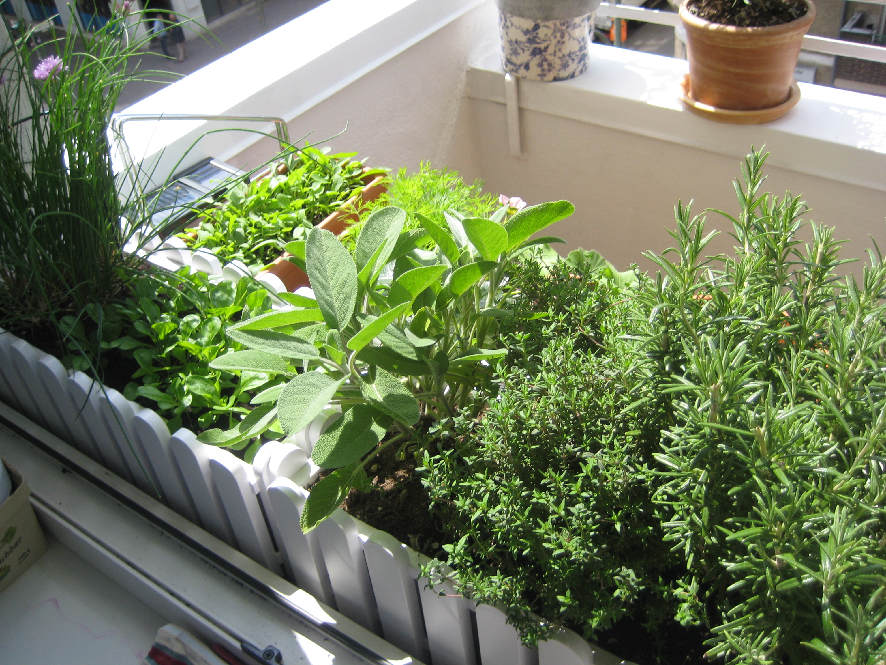 Your Own Vegetable Garden