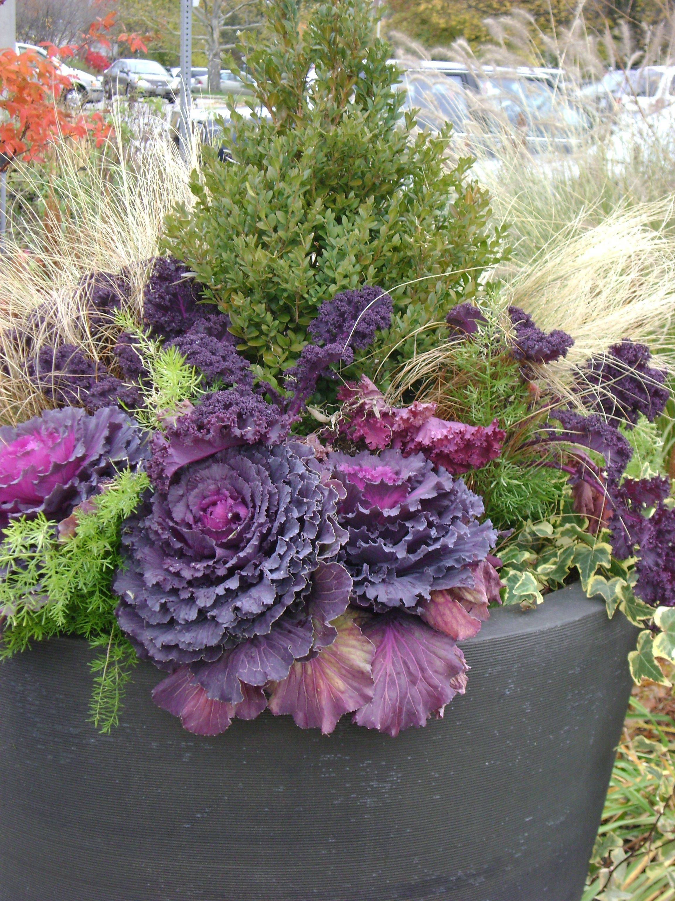 Winter Container Garden Ideas