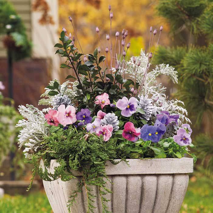 Winter Container Ideas Finegardening