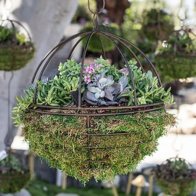 A Cosy Indoor Garden