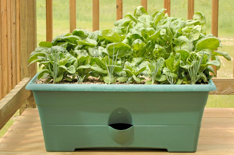 Indoor Winter Gardening Tips Quiet Corner