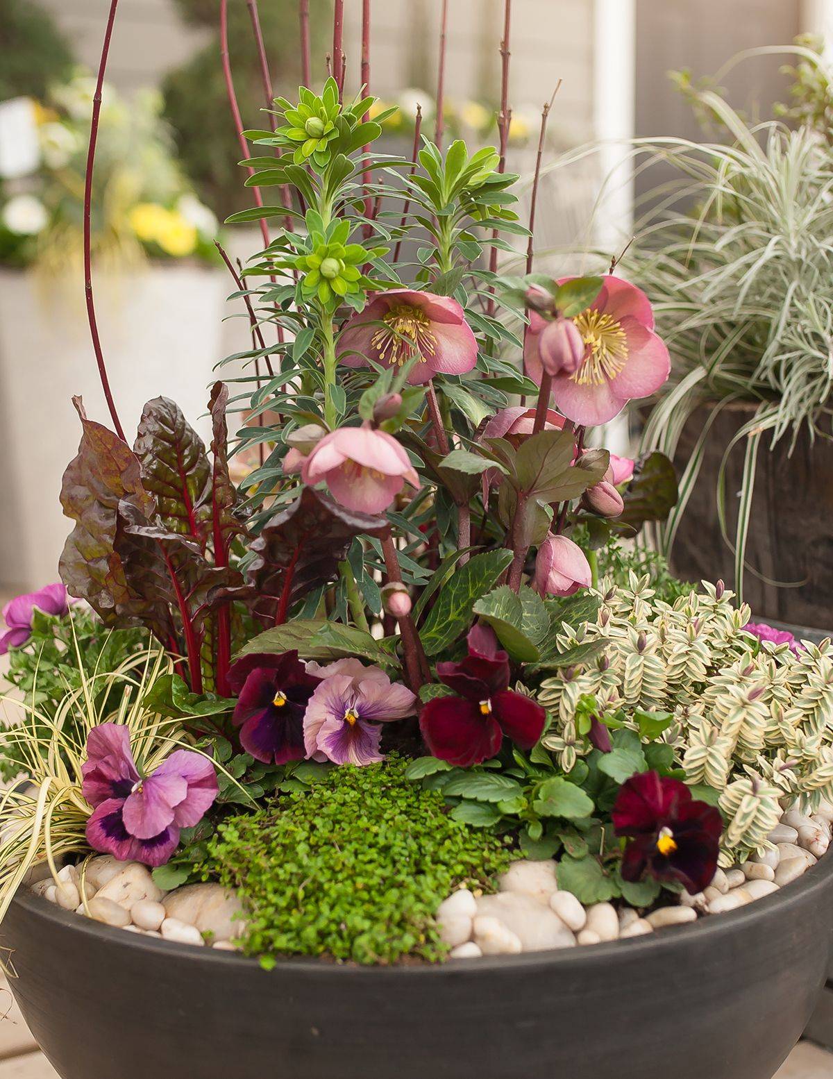 A Tiny Winter Herb Garden