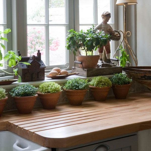 An Indoor Herb Garden