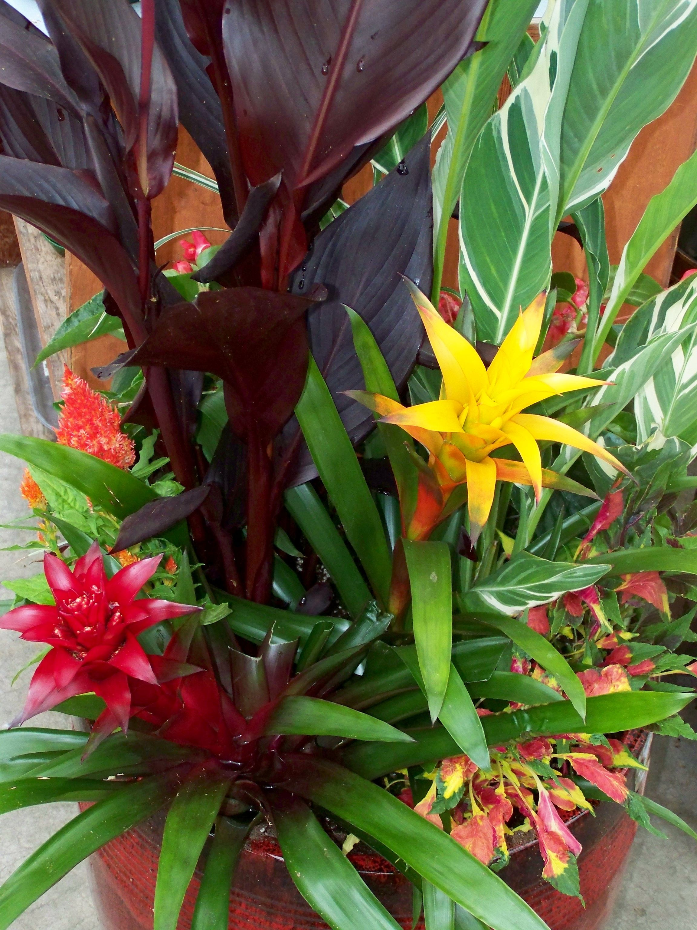 Tropical Flower Garden Design Ideas