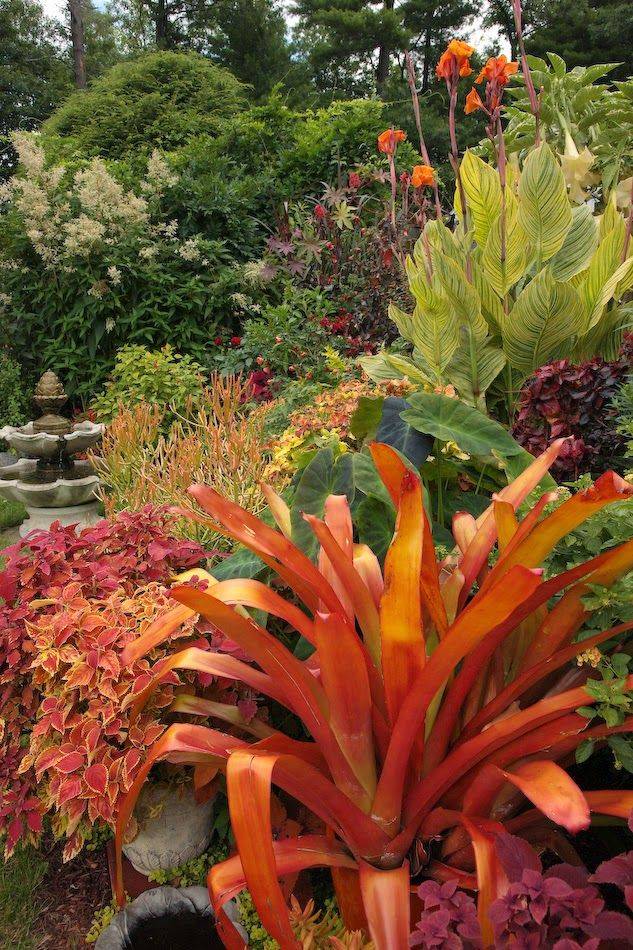 24 Tropical Garden Border Plants Ideas You Must Look SharonSable