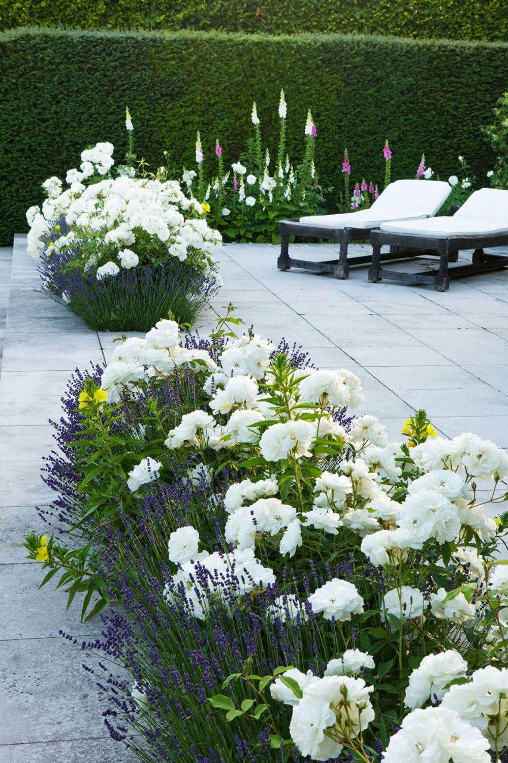 Blue And White Flowers