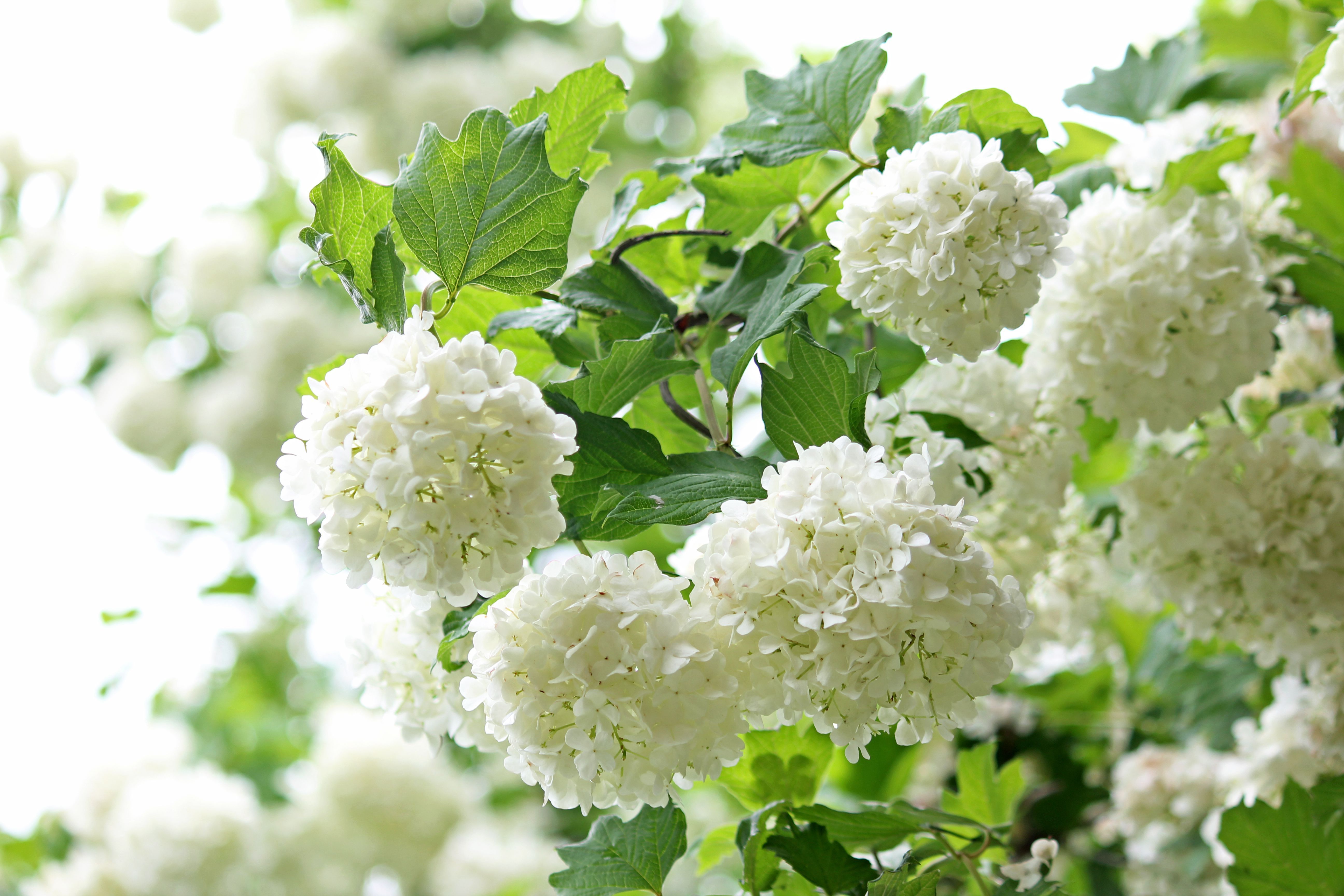 Container Gardening Flowers