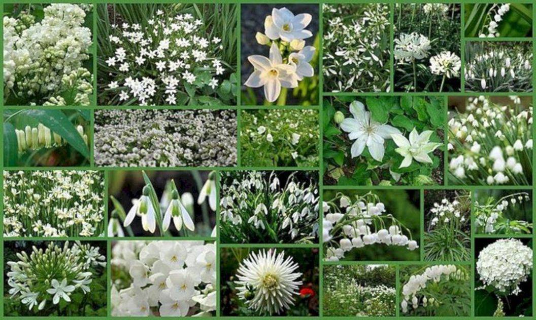 A Moonlight Garden White Gardens