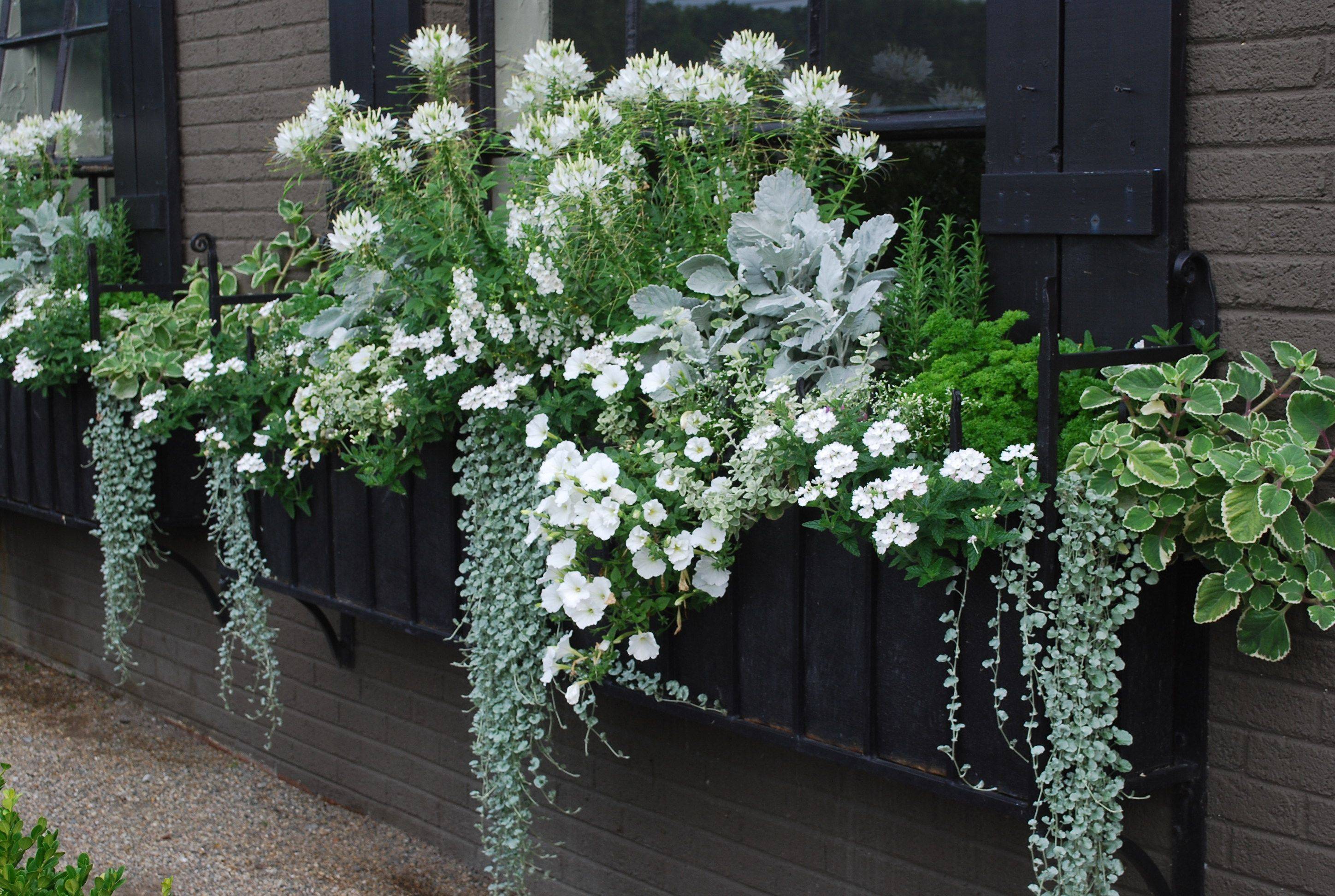 Lovely Moon Garden
