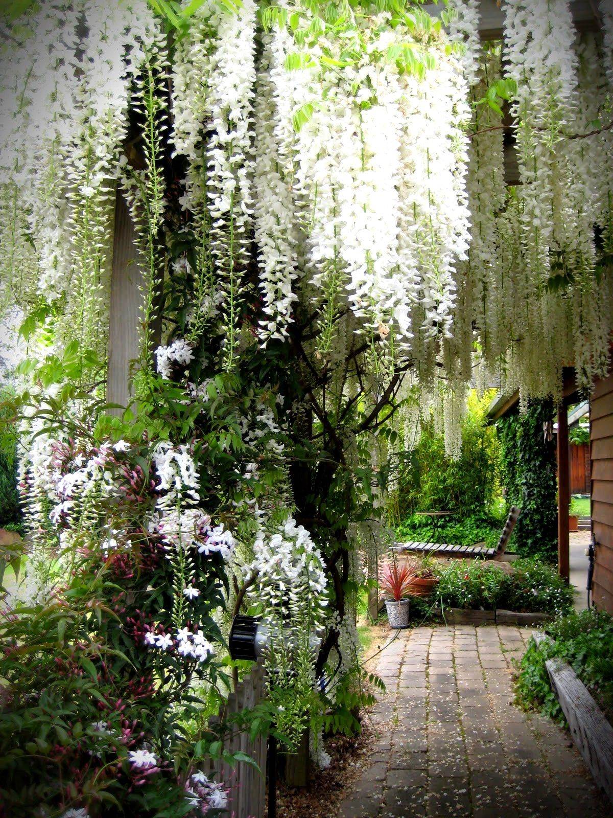 White Moon Gardens White Gardens