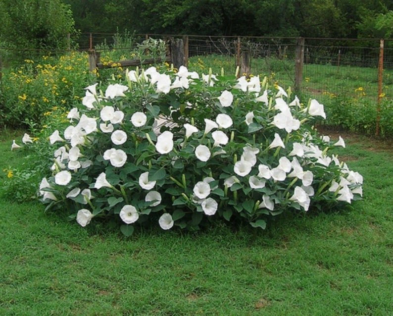 High Shade Shade Garden Design