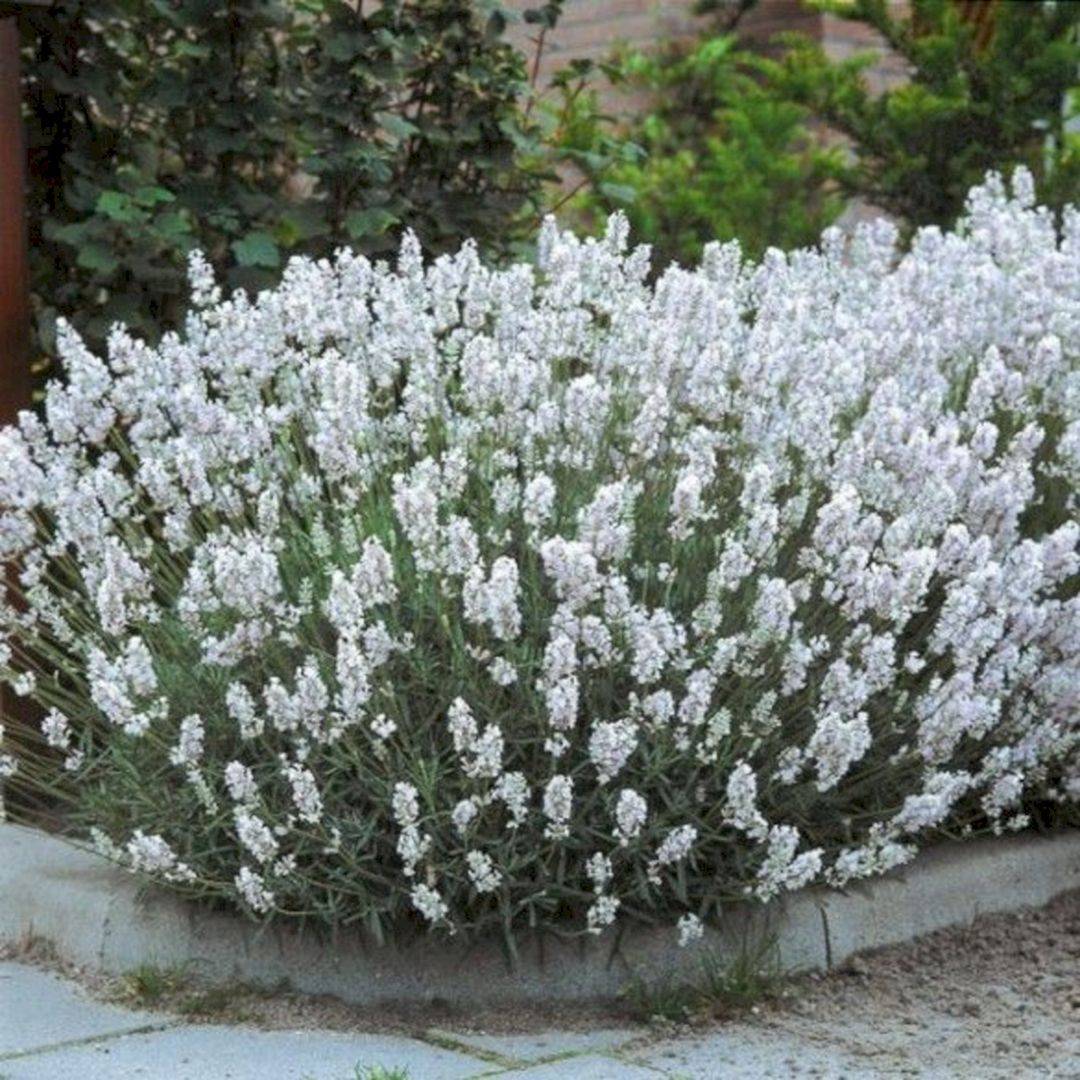 High Shade Shade Garden Design