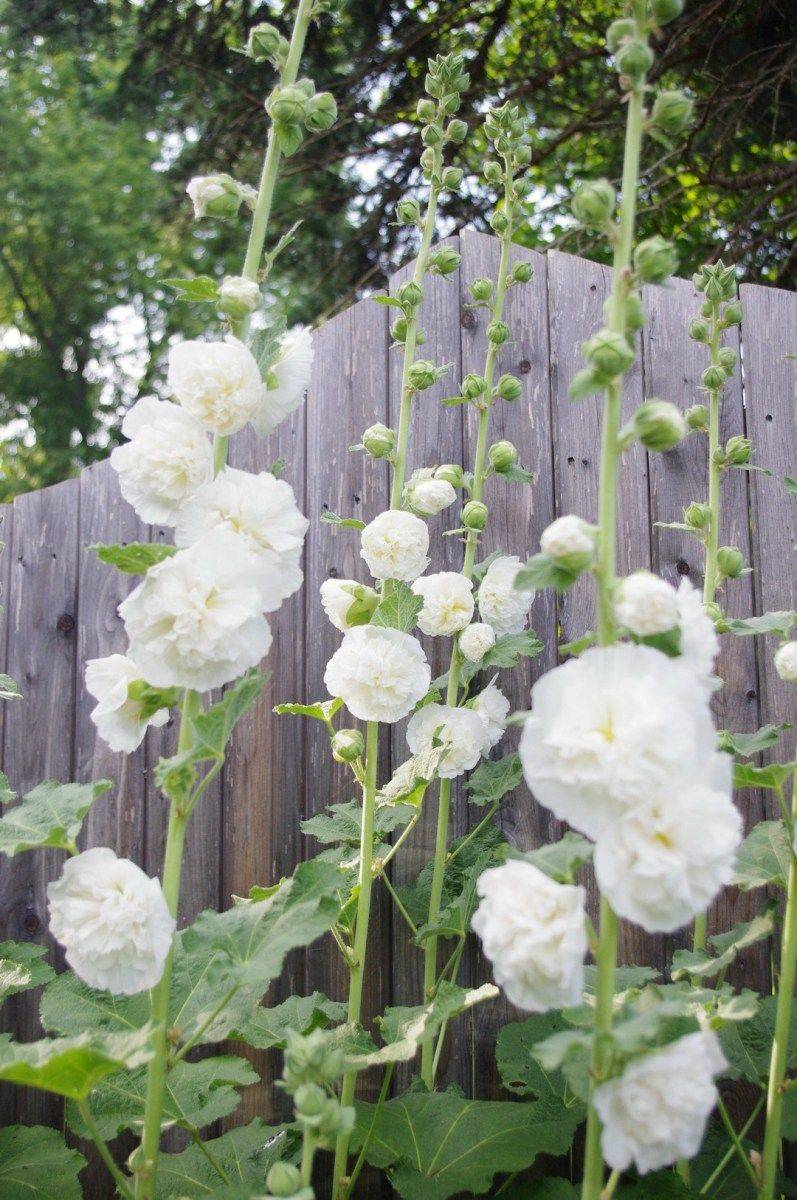 White Flower Garden Google Search White Gardens