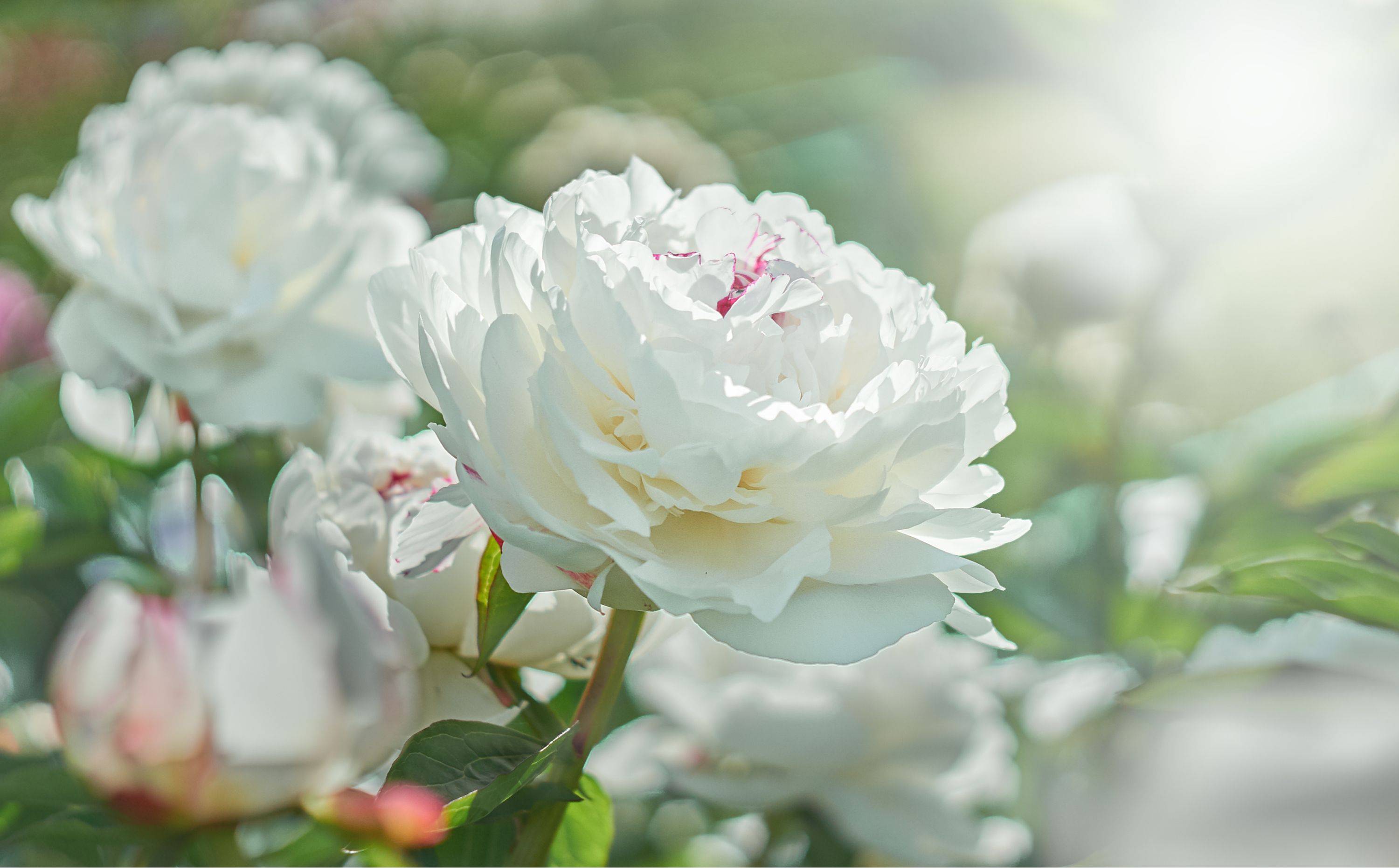 White Flower Moon Garden