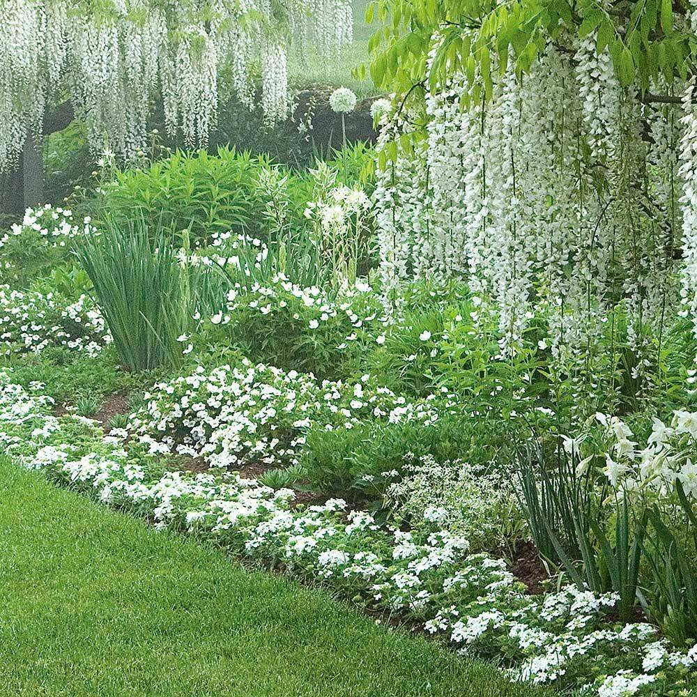 White Plants Garden Ideas