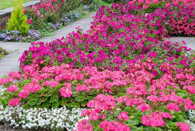 Purple Perennial Garden