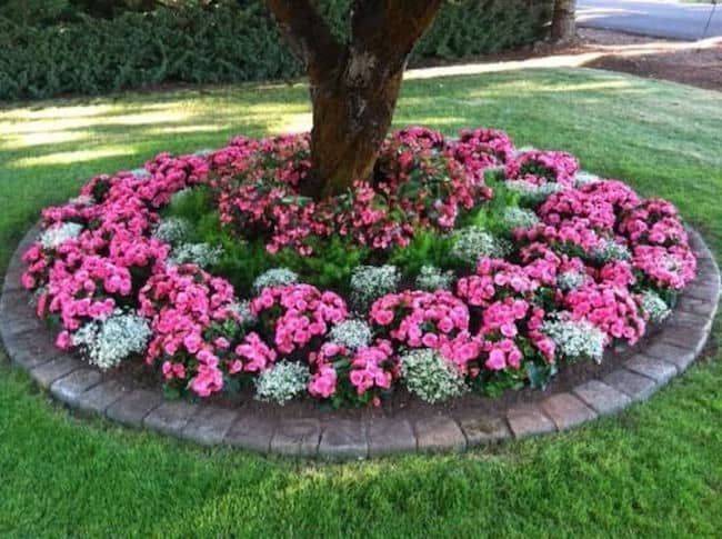 Pink Flowers