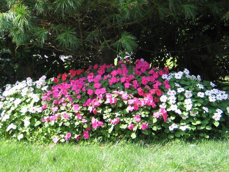Beautiful Flowers