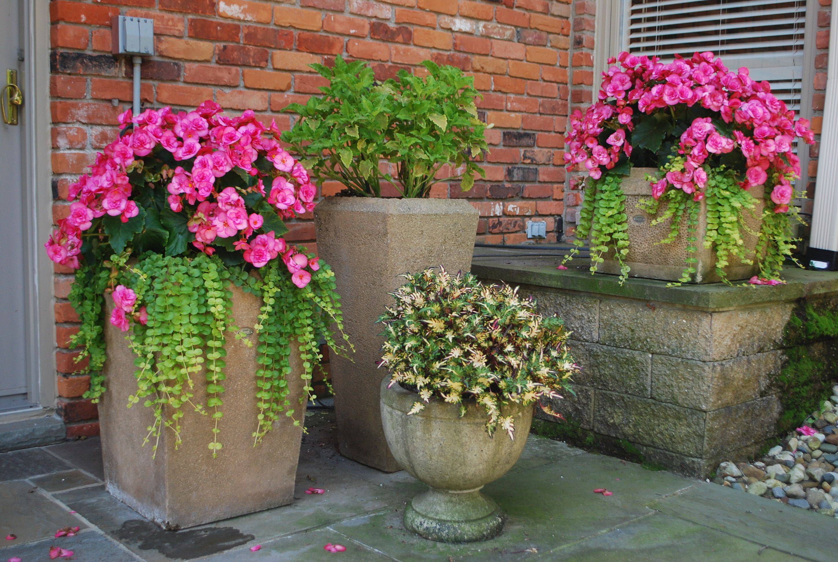 Pink And White Impatients