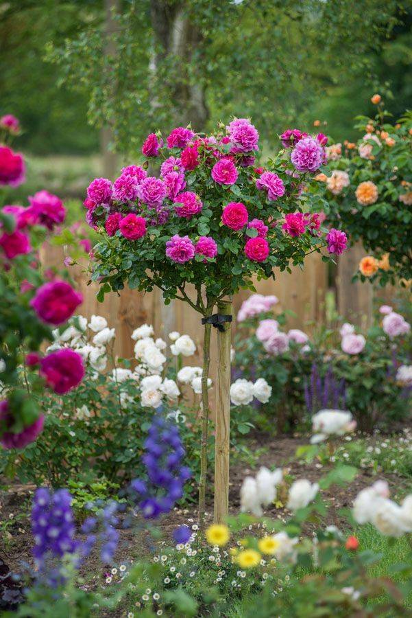 A Moonlight Garden White Gardens