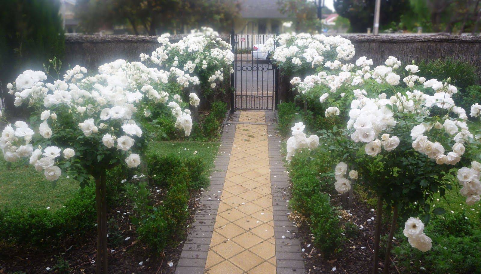 Beautiful White Iceberg Roses