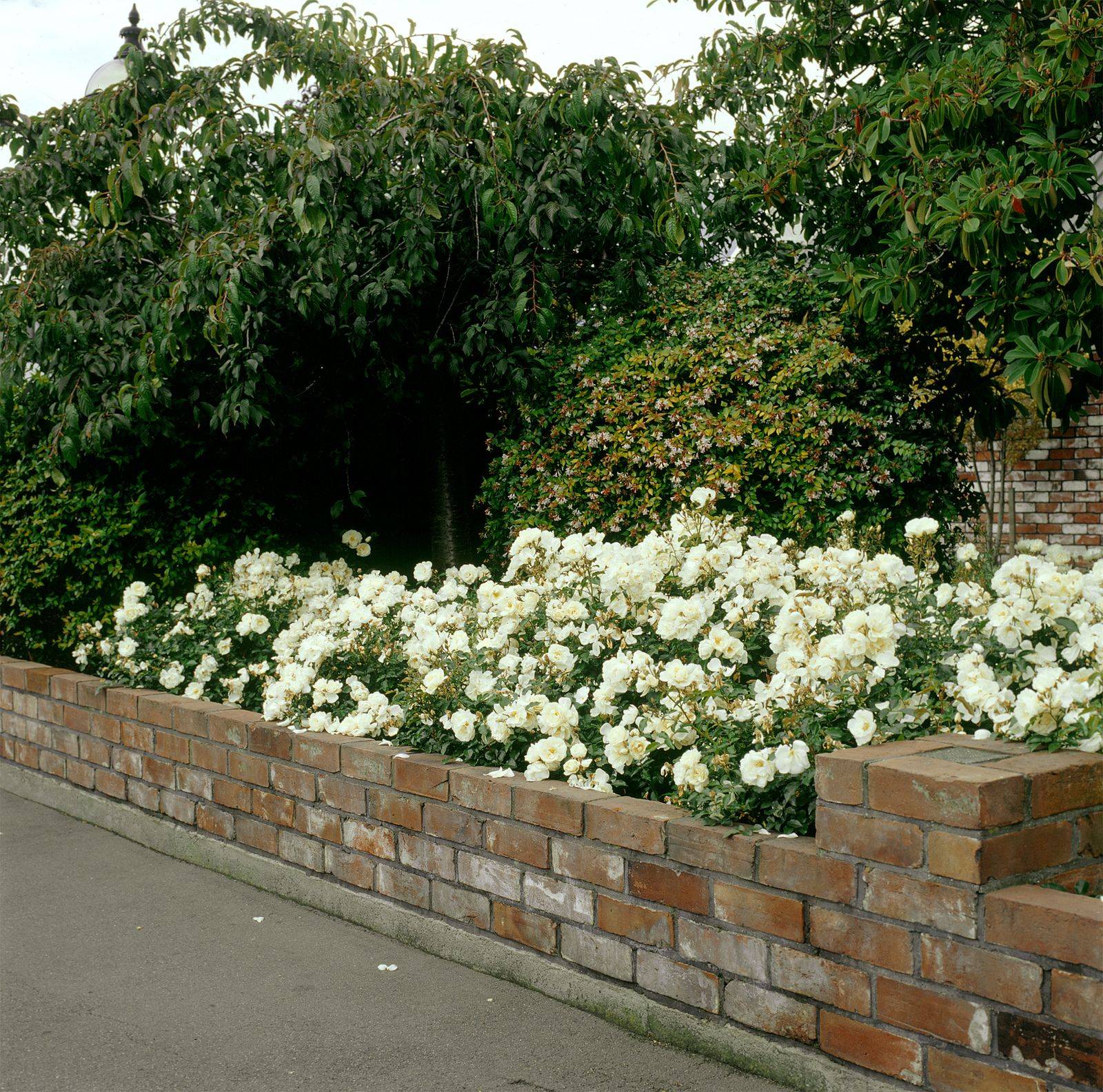Iceberg Rose Tree Pure White Blooming Rose Tree