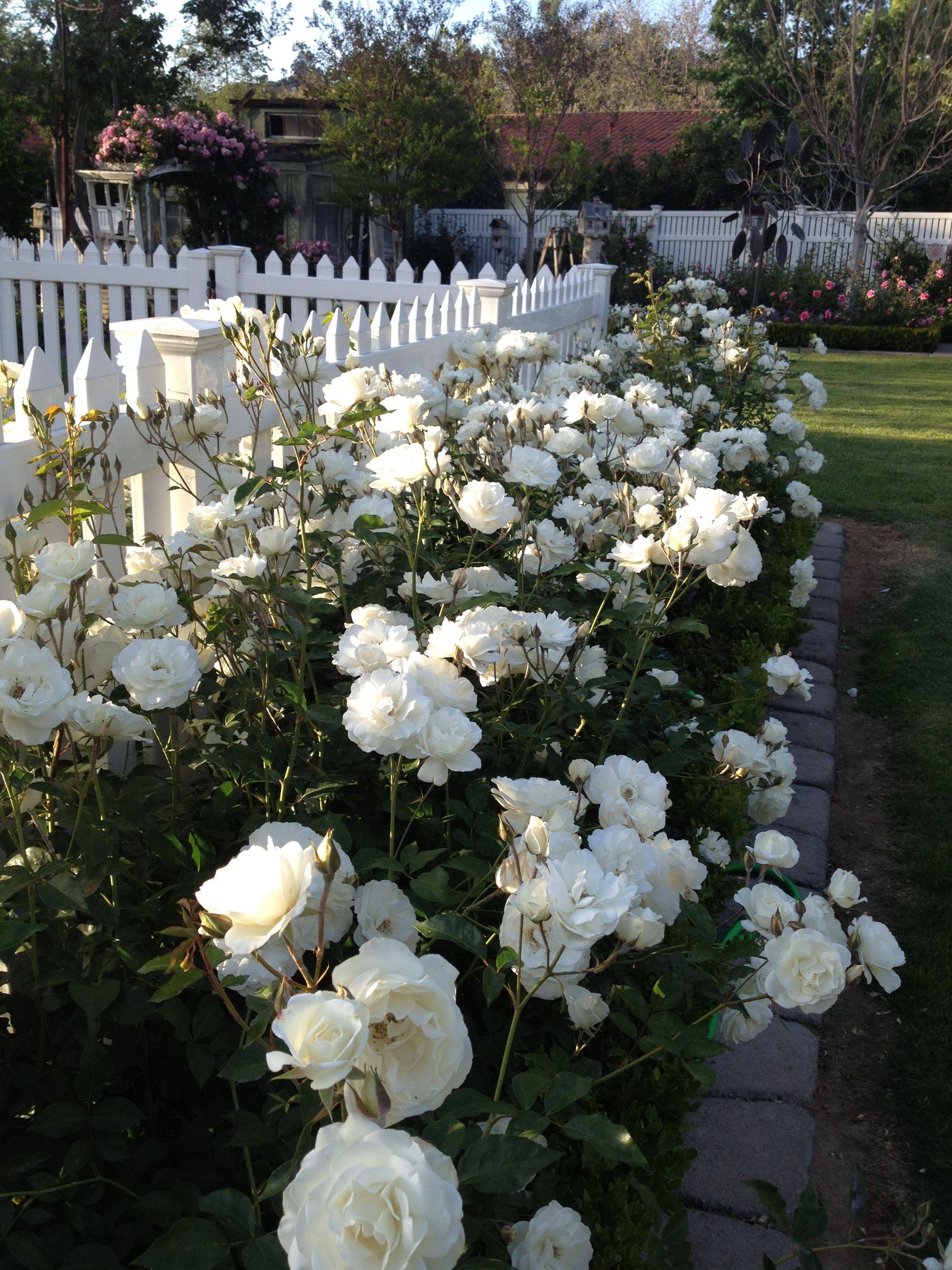 Awesome White Garden Ideas