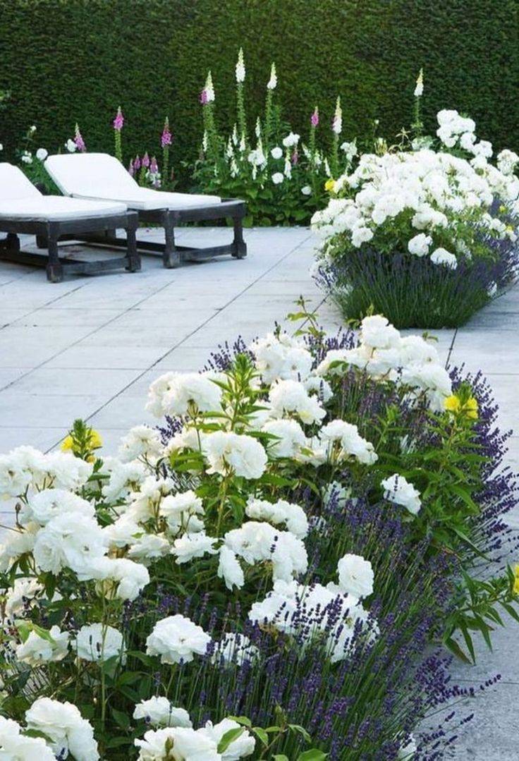 This White Blooming Variety