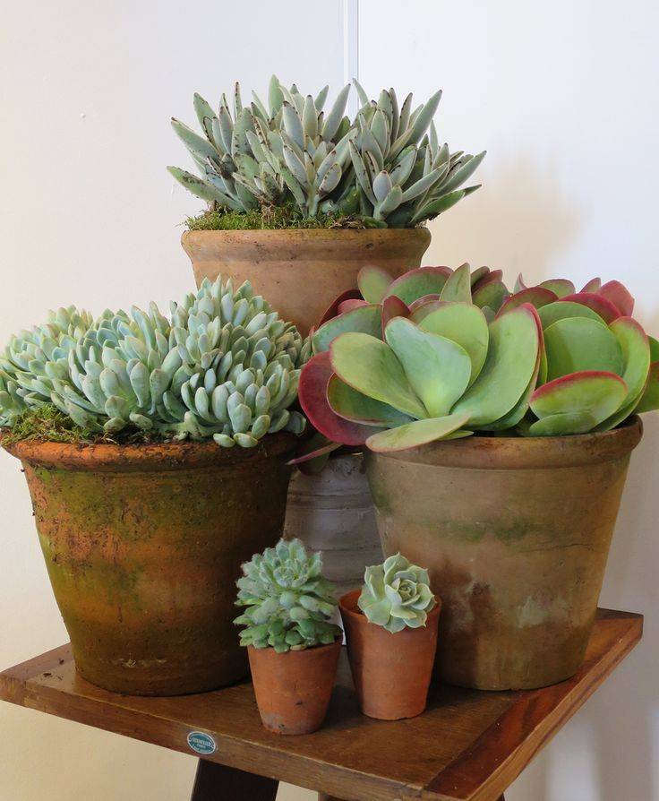 English Country Gardens