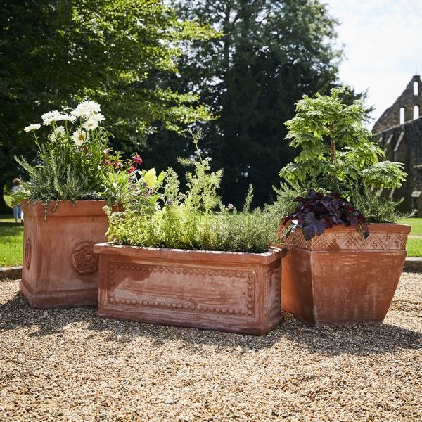 Purple Fountain Grass