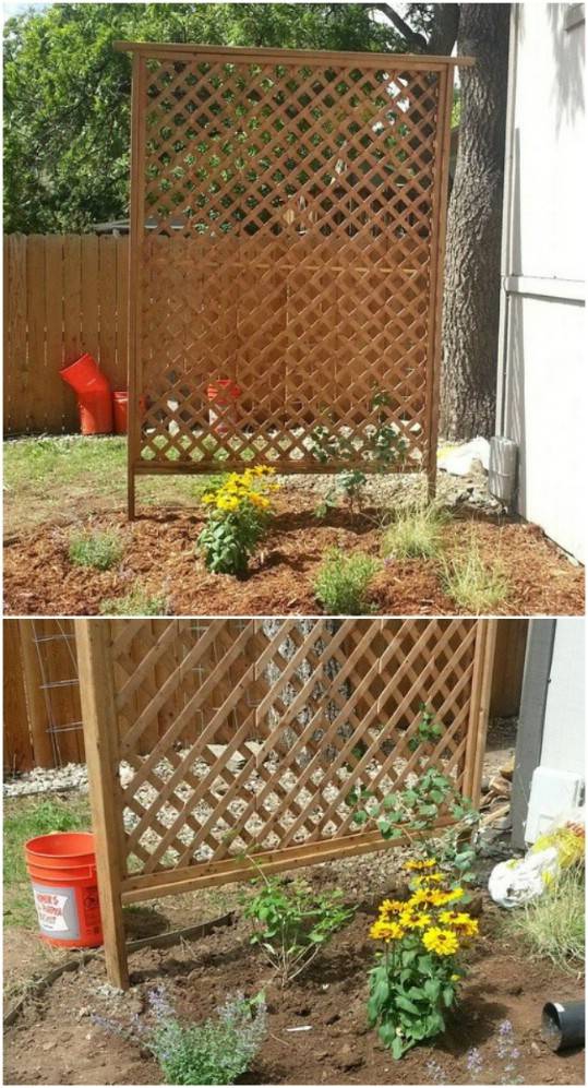 Garden Trellis Ideas