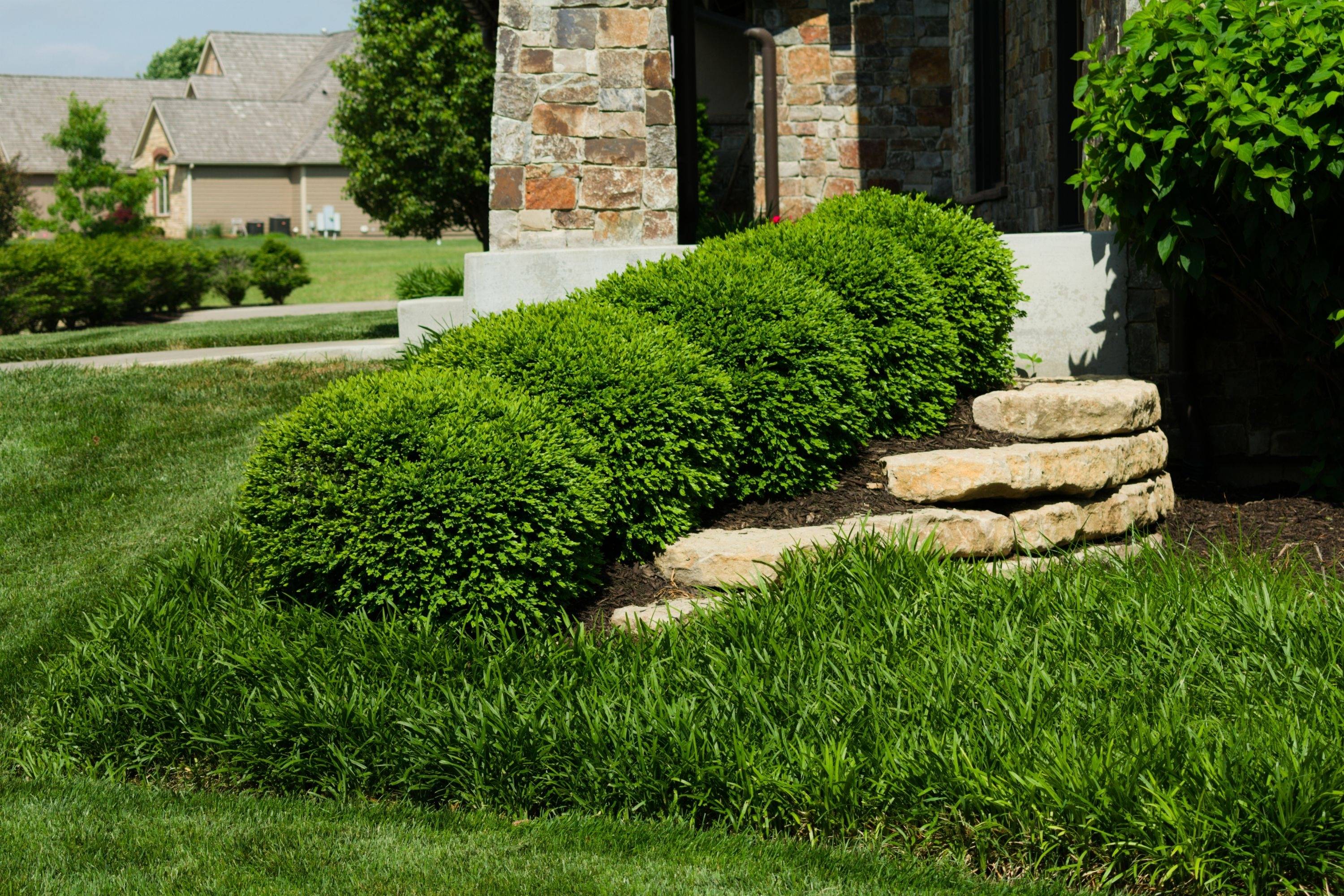 Boxwood Landscaping