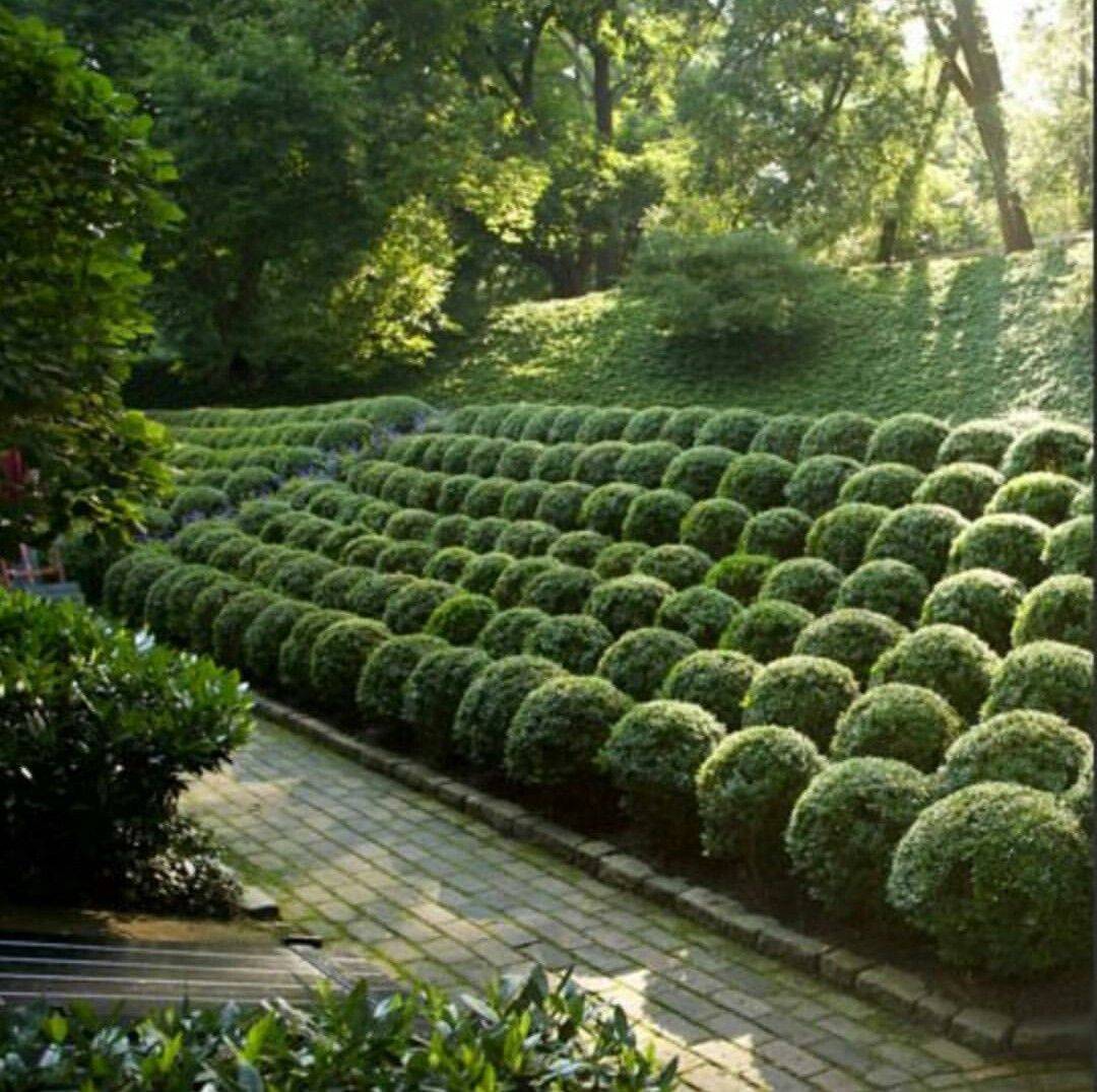 Beautiful South Boxwood Garden