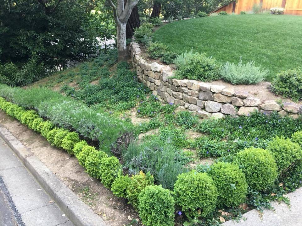 Dwarf Boxwood Hedge Google Search