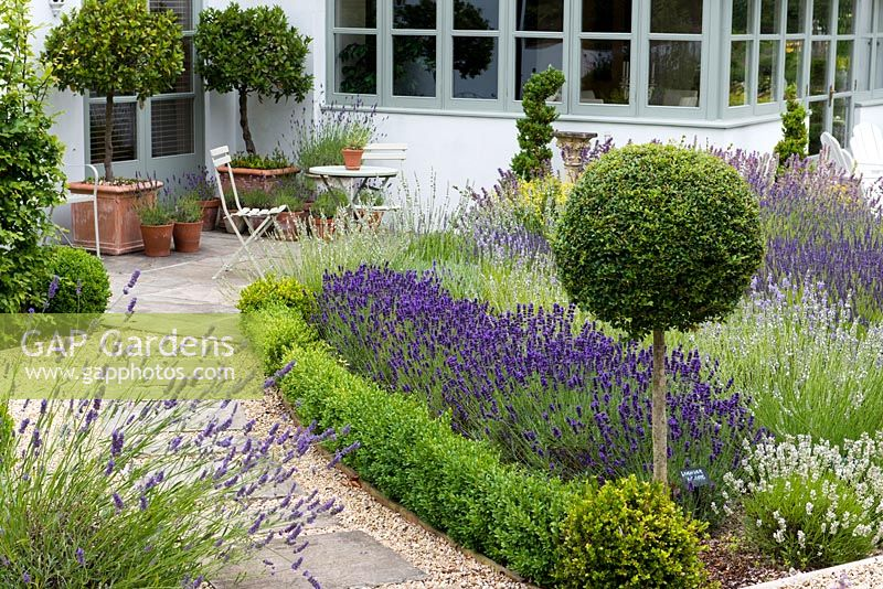 Simple Formal Garden Lavender And Boxwood Lavender Garden Formal